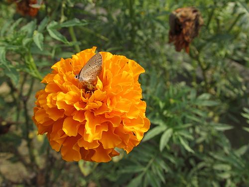 Lepidoptera on Asterales flowers