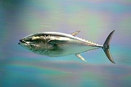 Thunnus orientalis