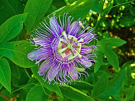 Passiflora incarnata