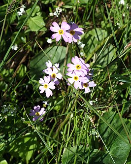 Primula nutans