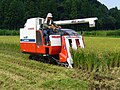 Moissonneuse-batteuse Yanmar sur chenilles au travail dans une rizière asséchée. Japon, 2007.