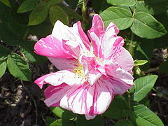 'Rosa Mundi', unknown before 1581