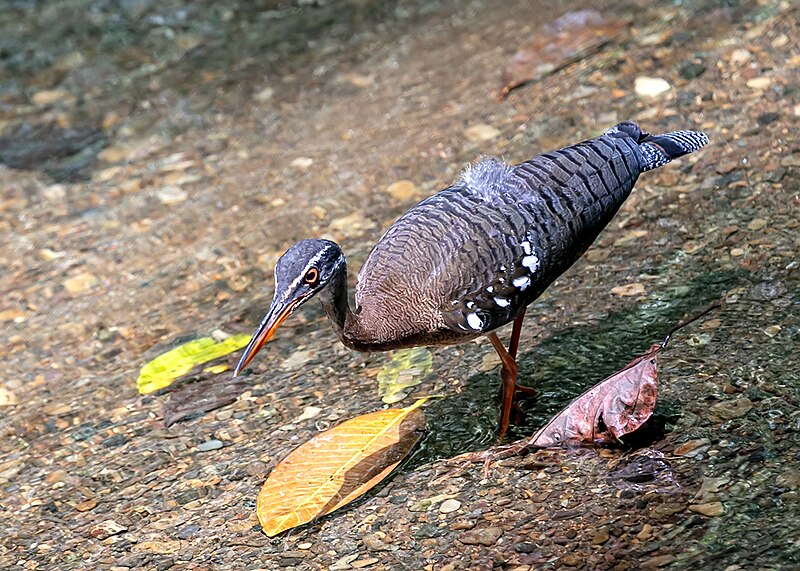 File:Sunbittern (49661421077).jpg