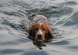 Swimming dogs