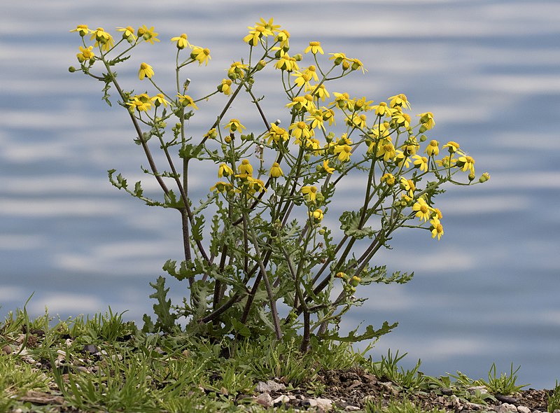 File:Senecio sp in Seyhan, Adana 11.jpg