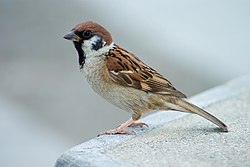 Skovspurven kendes på den brune isse og mørke plet på kinden.