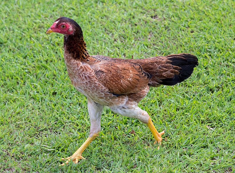 File:Unidentified Chicken, Sari Temple, 2014-04-10 01.jpg