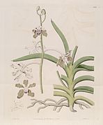 Vanda tessellata (as Vanda roxburghii) - Bot. Reg. 6 pl.506 (1820).jpg