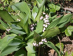 Muguet rose