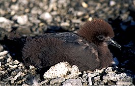 Murphy's stormvogel (Pterodroma ultima)