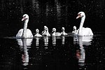 Thumbnail for File:Mute swans (Cygnus olor) and cygnets.jpg