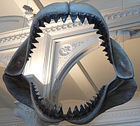 Model rahang Megalodon