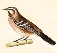 Chilespottefugl, Mimus thenca