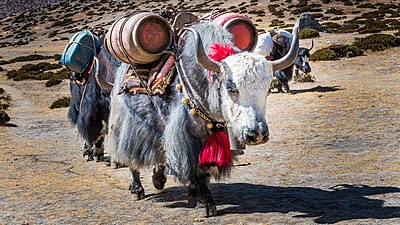 Exploitation d'un Yack au Khumbu. Novembre 2018.