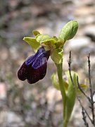 Ophrys iricolor