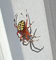 Araneus marmoreus