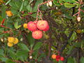 Strawberry tree, close-up view. Fruit turns from yellow to red when ripe and at peak of flavour.