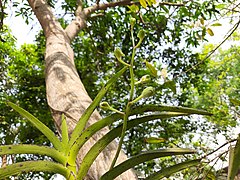 Buds of Vanda tessellata 2.jpg