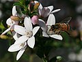 Philotheca buxifolia with Apis mellifera