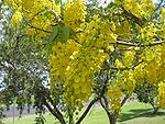 တၞံကတောအ် Indian Laburnum -- Cassia fistula( kondrai in Tamil)