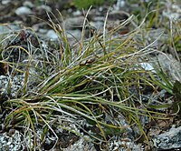 Carex nardina