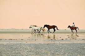 Cavalos nas dunas de Jericoacora (edited)