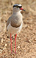 Crowned Lapwing