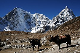 Yak vers le village de Dughla (Thokla) dans le Khumbu au Népal.