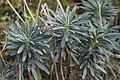 Euphorbia characias