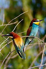 Bee-eater