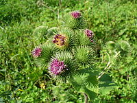 Arctium lappa Type species