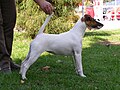 Fox terrier (Pèl llis)