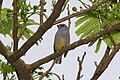 Jamaican euphonia