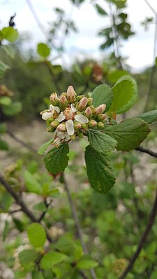 Pterostemon rotundifolius