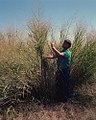 A bush of switchgrass (Panicum virgatum L.) with seeds. Jardin des Plantes, Paris.