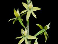 Prosthechea grammatoglossa