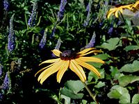 Rudbeckia fulgida