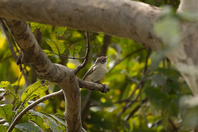 File:Red-breasted flycatcher 02.jpg