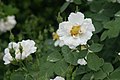 Rosa 'Alba Semi-plena'