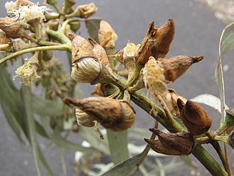 Man sieht die abfallende Kalyptra bei den Blüten von Eucalyptus tereticornis