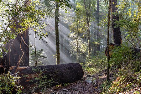 Sun getting through fog in the New Zealand bush, Bryant Range