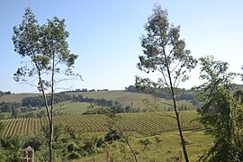 Saint-Lanne Vignes AOC béarn.JPG