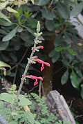 Salvia darcyi