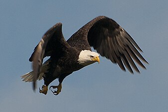 Bald eagle