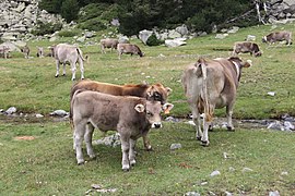 Vaques Aigüestortes i estany de Sant Maurici.jpg