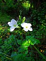 Some wildflowers