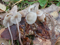 Mycena fagetorum