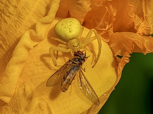 Misumena vatia ayant attrapé un syrphe.