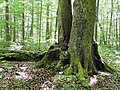 Vier-Buchen auf dem Karnberg bei Wanfried