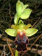 Ophrys attaviria